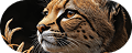 inline image2