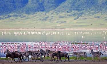 ngorongoro crater floor teaming with game