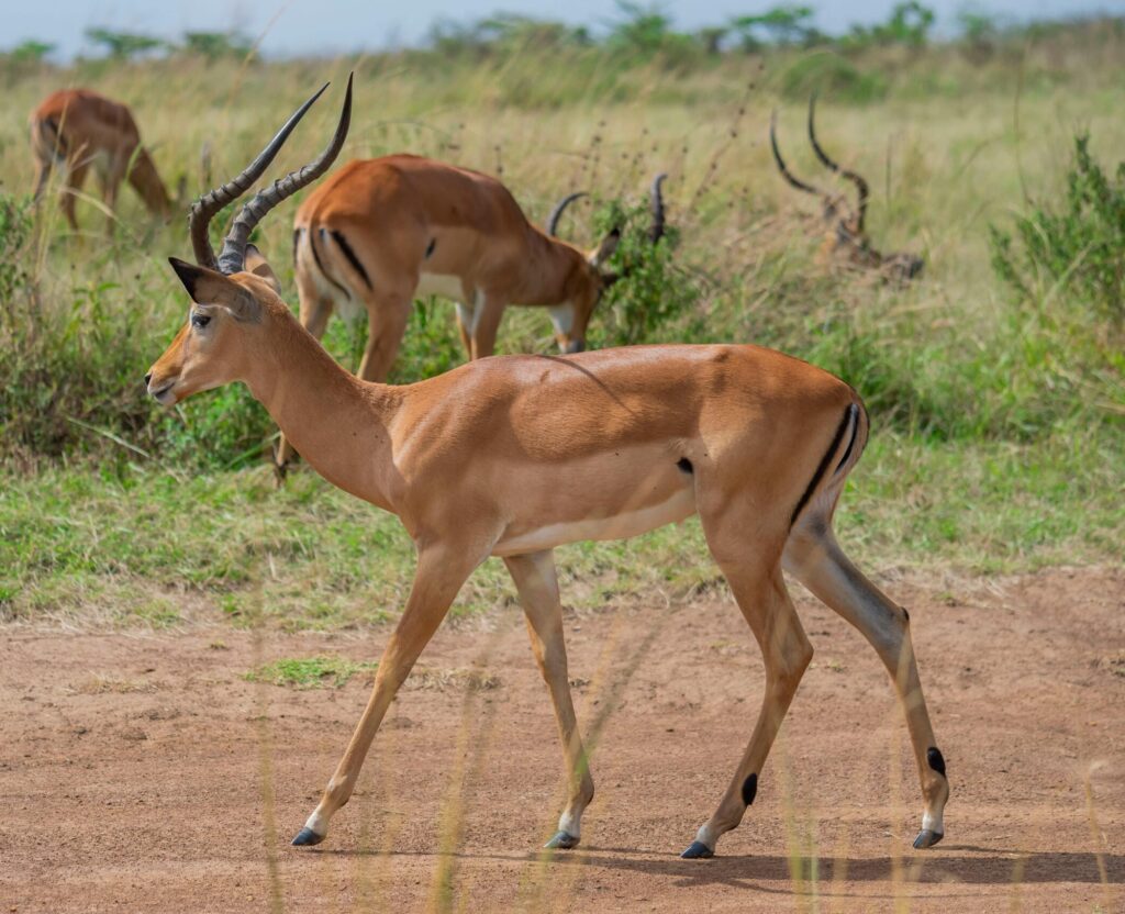 pexels kyama kilonzo 602700216 29506409