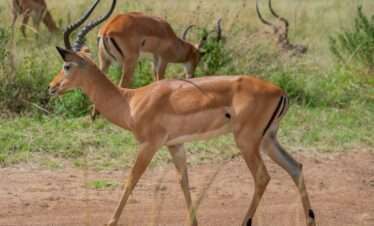pexels kyama kilonzo 602700216 29506409