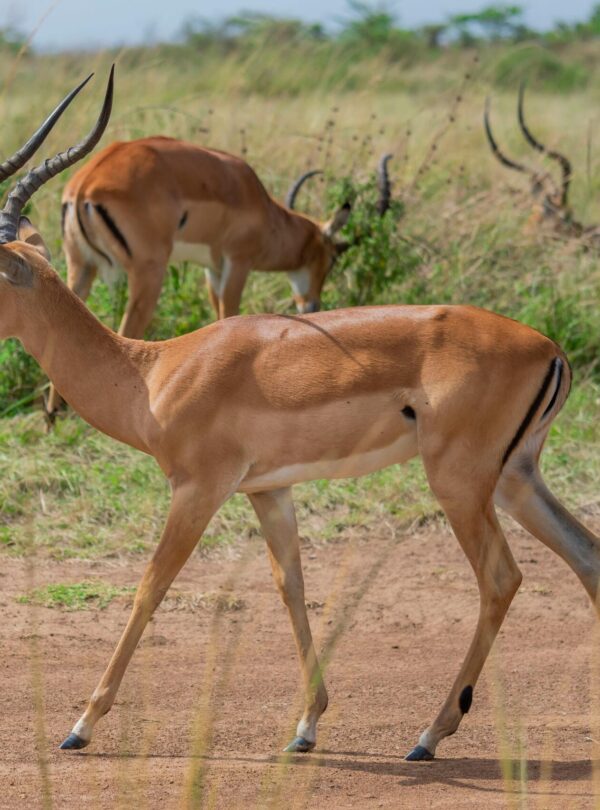 pexels kyama kilonzo 602700216 29506409