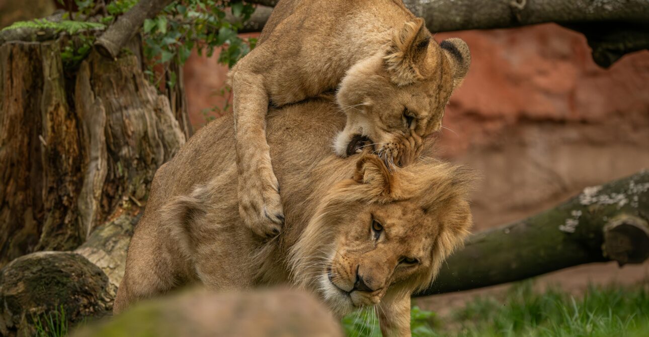 pexels leon aschemann 734730704 29186275