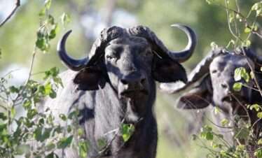 buffel in katavi national park tanzania