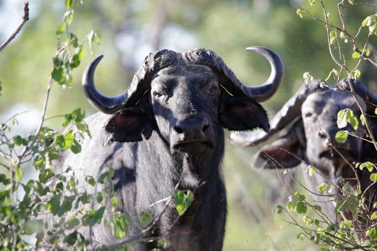 buffel in katavi national park tanzania