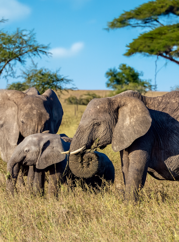 copilot 20260220 103550