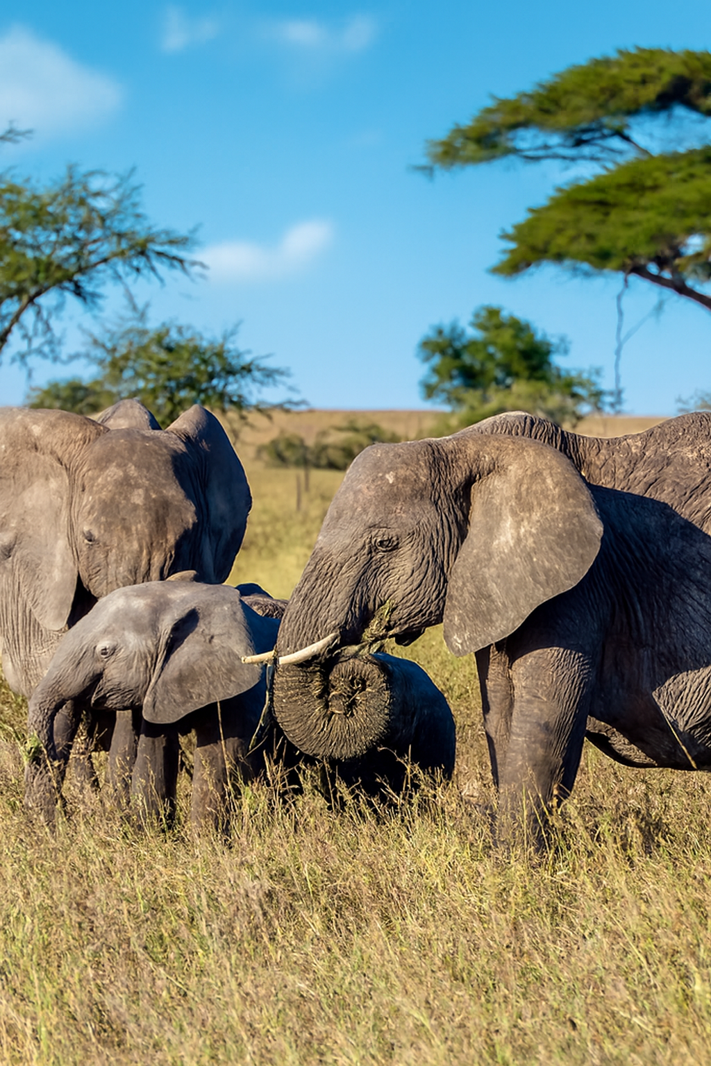 copilot 20260220 103550