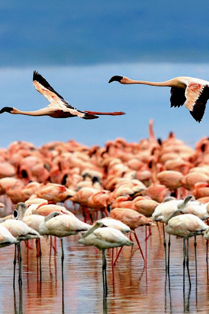 copilot 20260220 104509