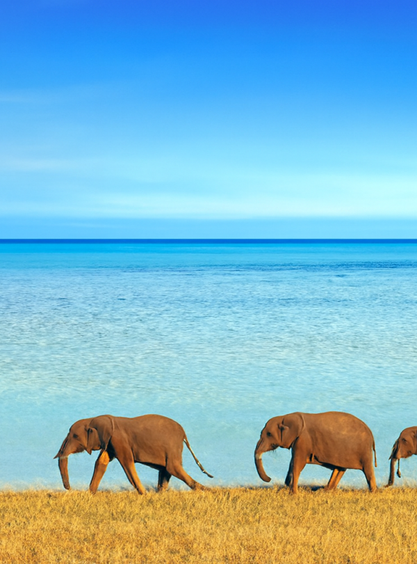 copilot 20260220 170116