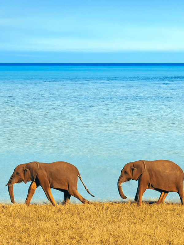 copilot 20260220 170116