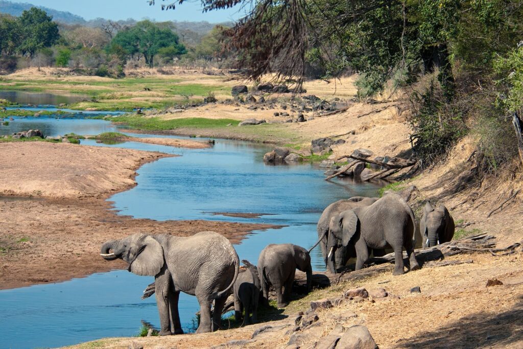 elephants quenching their thirst in the great ruaha river tanzania