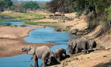elephants quenching their thirst in the great ruaha river tanzania
