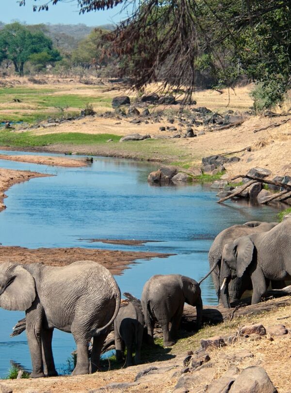 elephants quenching their thirst in the great ruaha river tanzania