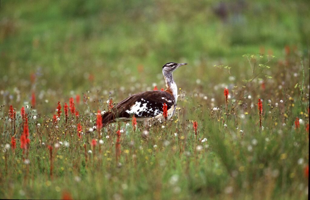 kitulo national park denhams bustard 01