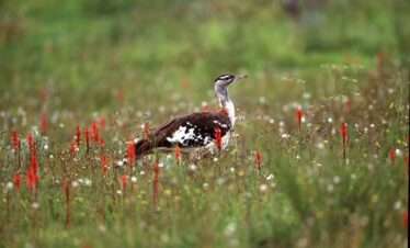 kitulo national park denhams bustard 01