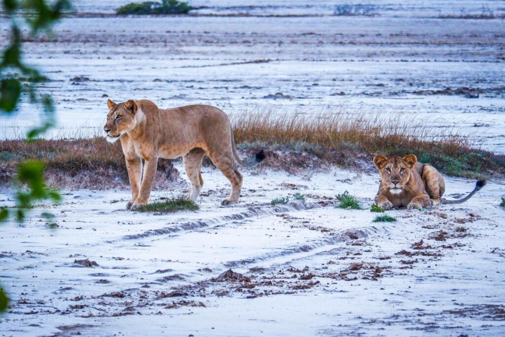 lions walking on the beach at saadani national park easy travel tanzania scaled 2