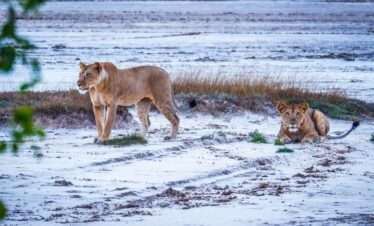 lions walking on the beach at saadani national park easy travel tanzania scaled 2