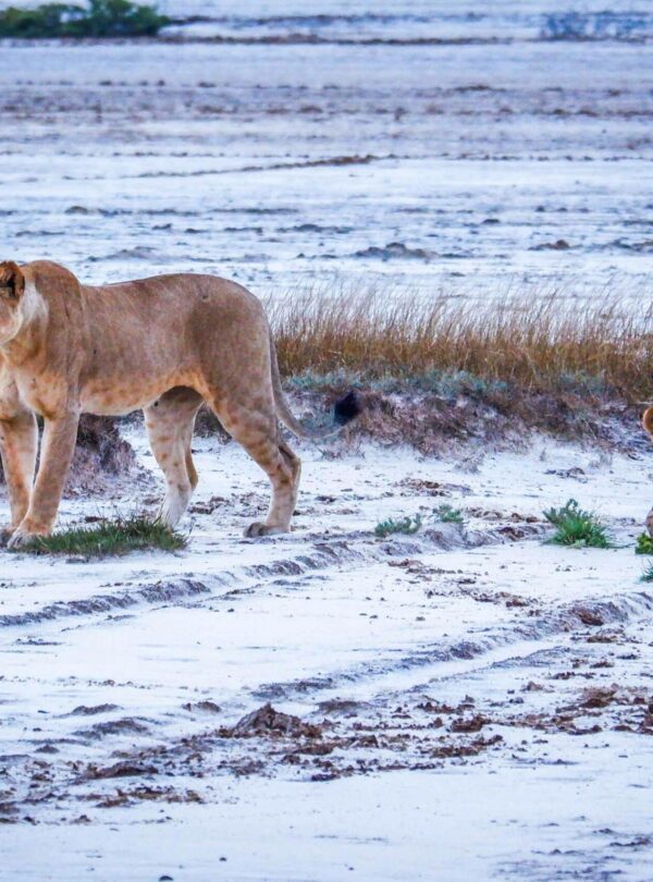 lions walking on the beach at saadani national park easy travel tanzania scaled 2