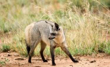tarangire national park 009