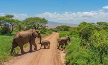tarangire national park 063