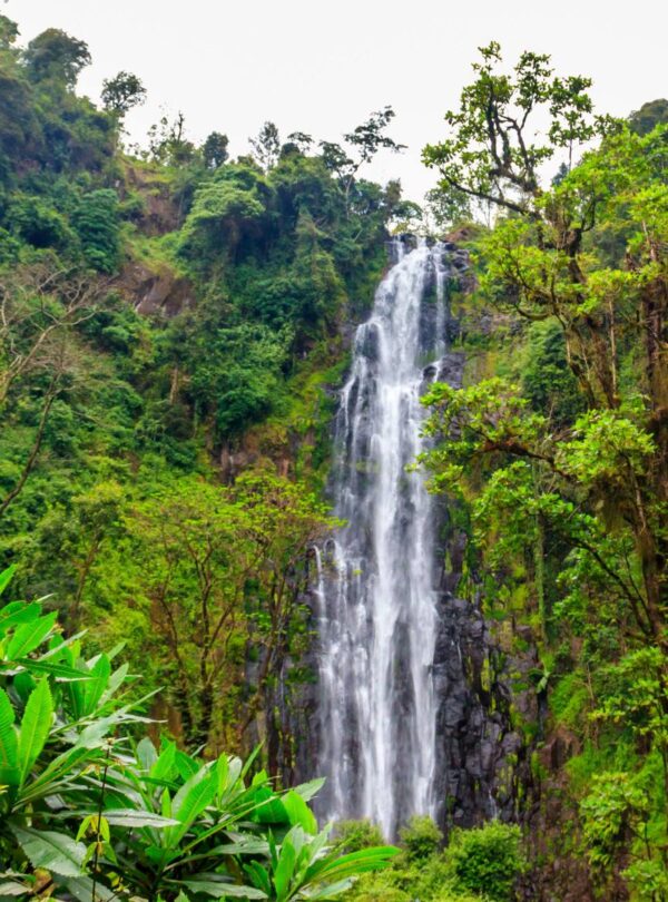 free materuni waterfalls coffee tour when you book your kilimanjaro climb 1752912671