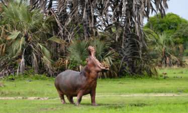 hippo mbali mbali katavi tanzania