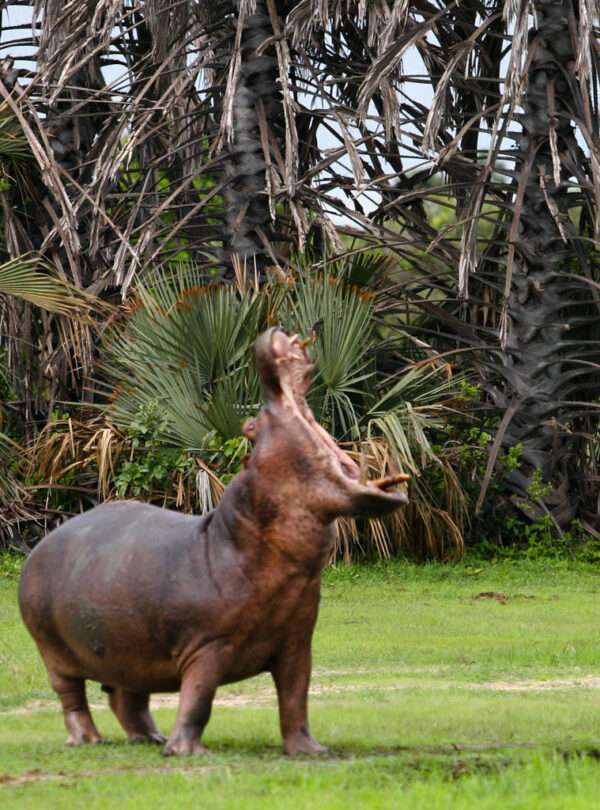 hippo mbali mbali katavi tanzania