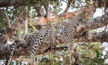 leopard chada katavi tanzania